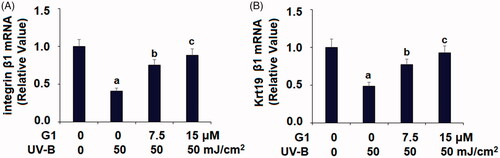Figure 7. Treatment with the specific GPR30 agonist G1 protects ESCs against UVB-induced loss of capacities of ESCs. ESCs were stimulated with ultraviolet-B (UV-B) (50 mJ/cm2) with or without 7.5, 15 μM G1 for 24 h. (A) mRNA of integrin β1; (B) mRNA of Krt19 (a, b, c, p < .01 vs. previous group, n = 5–6).