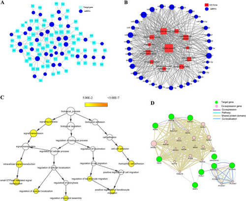 Fig. 2 Predicted networks between the coincident trend expressed miRNAs and their putative target genes, their putative target gene-associated GOs, Hierarchical tree graphs of GO terms and co-expression network. All miRNAs are depicted as a blue colored node among the networks. The larger the area of the nodes, the bigger the number of connections between a miRNA and other nodes in the network.a Predicted network between the same expressed miRNAs and their putative target genes. Putative targets are presented wathet blue rounded rectangles. The width of the line represents the free energy between the miRNAs and their putative target genes. b Predicted network between the same expressed miRNAs and their putative target gene-associated GOs. Red rectangle nodes denote GOs. Edges show the inhibitory effects of miRNAs on GOs. c In total, 71 genes were used to generate the GO tree. Edges represent “parent–child” relationships of GO terms. The sizes of the yellow rounded rectangles are proportional to the number of GO terms annotated to each node. d Co-expression network were constructed by the top ten significantly putative targets. Green nodes are target genes and pink nodes are co-expression genes. Genes with bigger size are more centralized in the network and have a stronger capacity of modulating adjacent genes. Different color lines mean the different interactions between these genes