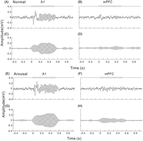 Figure 3. Example of averaged LFPs evoked by 40-Hz click-trains in A1 and mPFC under normal and arousal conditions. (A) and (B) unfiltered LFP in A1 and mPFC under normal condition. Vertical lines at the top of the plot represent the stimulus of click-train. (C) and (D) filtered LFP to show the ASSR of 40-Hz. (E) and (F) unfiltered LFP under arousal condition. (G) and (H) filtered ASSR under arousal condition.