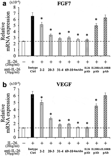 Figure 4. Addition of novel anti-IL-26 mAbs inhibits the expression of FGF7 and VEGF in IL-26-stimulated HaCaT cells.HaCaT cells were stimulated with recombinant human IL-26 (20 ng/ml) for 6 hr. Prior to the onset of stimulation, the indicated Ab or isotype control Ab (isotype ctrl) was added to the culture wells to give a final concentration of 30 μg/ml each. mRNA expression of FGF7 (a) and VEGF (b) was quantified by real-time RT-PCR. Each expression was normalized to hypoxanthine phosphoribosyltransferase 1 (HPRT1). The dashed line is the standard value of unstimulated cells (vehicle). Representative data of three independent experiments are shown as mean ± S.D. of triplicate samples, comparing values in each Ab to those in isotype control (* p < 0.01), and similar results were obtained in each experiment.