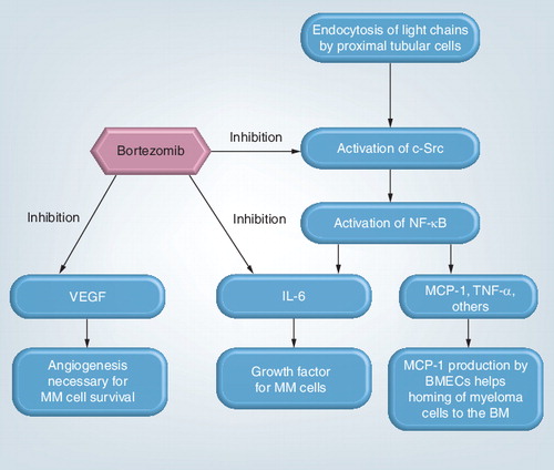Figure 3. Flowchart illustrating the main pathogenetic molecular mechanisms involved within the renal parenchyma, with endocytosis of free light chains by proximal tubular cells as an important contributor, and bortezomib is shown targeting key steps essential for MM survival.While the pathogenesis of MM is complex, bortezomib as a multifaceted proteosome inhibitor targets pivotal steps in the chain of pathogenetic steps involved in MM cell survival. It was recently discovered that the pathogenesis inside the renal parenchyma might be potentiated by the endocytosis of free light chains by proximal tubular cells. Key factors targeted by bortezomib include NF-κB, IL-6 and VEGF Citation[27,57–61].BM: Bone marrow; BMEC: Bone marrow endothelial cell; MM: Multiple myeloma.