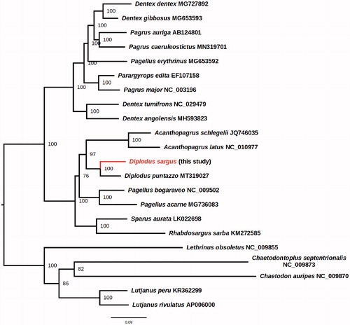 Figure 1. Phylogenetic position of D. sargus within the family Sparidae. Accession number of the Sparidae mitochondrial genome sequences herein used are: Acanthopagrus latus NC_010977, Acanthopagrus schlegelii JQ746035, Dentex angolensis MH593823, Dentex dentex MG727892, Dentex gibbosus MG653593, Dentex tumifrons NC_029479, Pagellus acarne MG736083, Pagellus bogaraveo NC_009502, Pagellus erythrinus MG653592, Pagrus auriga AB124801, Pagrus caeruleostictus MN319701, Pagrus major NC_003196, Parargyrops edita EF107158, Rhabdosargus sarba KM272585, Sparus aurata LK022698, Diplodus puntazzo MT319027. Five outgroup species (Chaetodon auripes NC_009870, Chaetodontoplus septentrionalis NC_009873, Lethrinus obsoletus NC_009855, Lutjanus peru KR362299, and Lutjanus rivulatus AP006000) were selected. Maximum likelihood method was used with an automatic bootstrapping cutoff of 0.01.