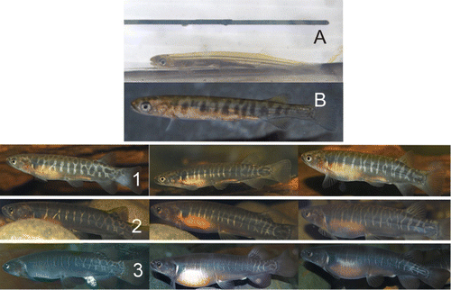 Figure 2 Stability of pattern for three different captive female banded kōkopu with age. Juvenile fish when they enter the stream in October/November have no pattern. A, 3 months from hatching, 30–40 mm TL; pattern starts to develop 4 months from hatching. B, 40–50mm TL; 6 months from hatching the pattern is fixed (row 1, all fish 120 mm TL) and retained from then on (row 2, all fish TL 150 mm); 26 months from hatching (row 3, all fish TL 170 mm).