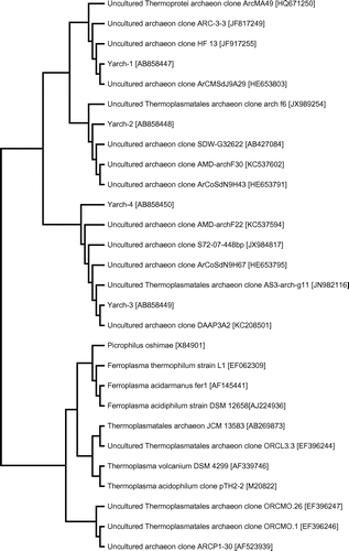 Fig. 3. Phylogenetic relationships of archaeal 16S rRNA gene sequences from the ARD sample of the Yasumi-Ishi tunnel to closely related sequences from GenBank.