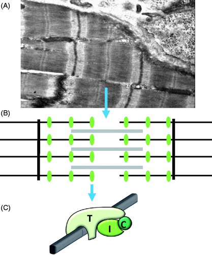 Figure 1. Cardiac troponin. (A) Electron microscope image of a cardiomyocyte showing the repeating sarcomeres in myofibrils. (B) The sarcomere contains thick filaments (grey lines), containing ATP consuming myosin interdigitated by thin filaments (black horizontal lines) that bind troponin (green ellipses), and is anchored in Z-bands (black vertical lines). (C) The cardiac troponin complex is composed of cTnT (T) that directly binds to thin filaments (grey bar), cTnI (I) and TnC (C), the Ca2+-binding subunit.