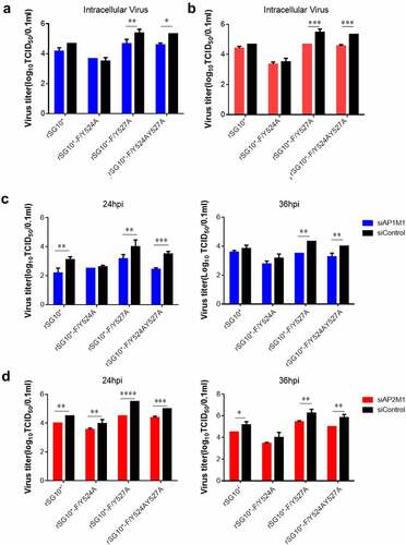 Figure 7. AP regulates the intracellular and supernatant viral titres of NDVs with a mutated YLMY motif. The viral infectivity was measured as the tissue culture infective dose by inoculating naive cells with lysates (intracellular virus) or supernatants (extracellular virus) from NDV-infected cells in which AP1M1 or AP2M1 had been depleted via siRNA treatment. (a–d) the intracellular (a and b) or extracellular (c and d) virus titer of siAP1M1-treated (a and c) or siAP2M1-treated (b and d) cells infected with an NDV containing a wildtype (rSG10*) or mutated (rSG10*-F/Y524A, rSG10*-F/Y527A, or rSG10*-F/Y524AY527A) YLMY motif.