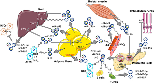 Figure 6 The impacts of stem cell, macrophage and cardiomyocytes-derived exosomes on pancreatic β- cells. Reprinted from Castaño C, Novials A, Párrizas M. Exosomes and diabetes. Diabetes Metab Res Rev. 2019;35:e3107. © 2018 John Wiley & Sons, Ltd.Citation110