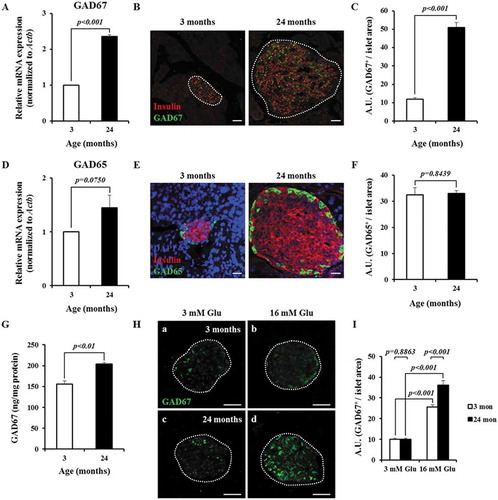 Figure 2. Aging and high glucose concentration upregulate GAD67 expression in primary islets. (A) Gad67 mRNA expression normalized to Actb analyzed by RT-qPCR. Data are from three independent experiments. (B) Representative confocal projection images of insulin (red) and GAD67 (green) protein expression. Projection = 20 μm. Scale bars = 30 μm. (C) The mean fluorescence intensity of GAD67-positive signals per islet area according to age. n = 26 and 111 islets from 3 mice of each age group. (D) Gad65 mRNA expression normalized to Actb in young and aged islets analyzed by RT-qPCR. Data are from three independent experiments. (E) Representative confocal projection images of young and aged islets stained for nuclei (DAPI, blue), insulin (red) and GAD65 (green). Projection = 20 μm. Scale bars = 30 μm. (F) The mean fluorescence intensity of GAD65-positive signals per islet area according to age. n = 99 and 292 islets from 3 mice of each age group. (G) Quantification of GAD67 protein content in islets by ELISA. n = 5 and 4 mice of each age group. (H) Glucose-induced GAD67 expression in young and aged islets visualized by confocal microscopy. Projection = 20 μm. Scale bars = 30 μm. (I) The mean fluorescence intensity of GAD67-positive signals per islet area. n = 151 and 165 islets from 3 mice aged 3 months, n = 158 and 93 islets from 3 mice aged 24 months from each condition.