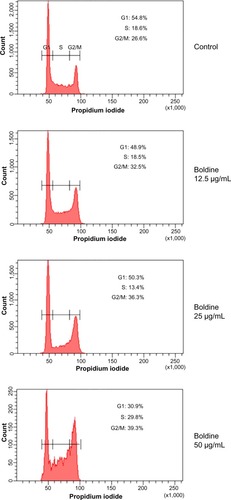 Figure 4 Boldine induces cell cycle arrest at G2/M stage. After incubation with dimethylsulfoxide or boldine for 24 hours, MDA-MB-231 cells were fixed and stained with propidium iodide, followed by flow cytometry analysis to determine cell cycle distribution. Percentages of cells at G1, S, and G2/M are as indicated.