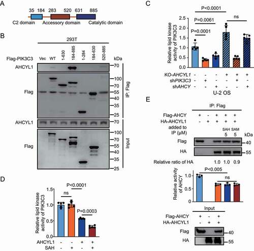 Figure 4. SAH inhibits PIK3C3 through AHCYL1. (A) A schematic map of PIK3C3 structure. (B) The catalytic domain of PIK3C3 binds AHCYL1. The different truncated constructs of Flag-PIK3C3 were expressed in 293 T cells, followed by Co-IP for western blot analysis as indicated. (C) SAH inhibits lipid kinase activity of PIK3C3 through AHCYL1. The PtdIns3P levels were quantified by FYVE puncta in U-2 OS. KO-AHCYL1 increased PtdIns3P levels and KD-PIK3C3 abolished the increase by KO-AHCYL1. KD-AHCY decreased PtdIns3P levels and KO-AHCYL1 abolished the decrease by KD-AHCY. (D) SAH enhances PIK3C3 inhibition by AHCYL1 by in vitro lipid kinase assay. Flag-PIK3C3 and Flag-AHCYL1 were individually expressed into 293 T cells, followed by Flag IP and elution, the purified Flag-PIK3C3 was mixed with Flag-AHCYL1 and SAH as indicated. The lipid kinase activity of PIK3C3 was measured by ADP-Glo™ Kinase Assay kit. The denatured proteins were used as control. (E) SAH has no effect on the interaction between AHCYL1 and AHCY. Flag-AHCY and HA-AHCYL1 were expressed into 293 T cells. SAH and SAM were added into cell lysate for Flag IP. The activity of IPed AHCY was measured by HPLC. Bars and error bars represent mean values and SDs, respectively. The Two-way ANOVA was used for C, D, and E. ns represents no significance, defined as P > 0.05. N = 5 in C and D. N = 3 in E.