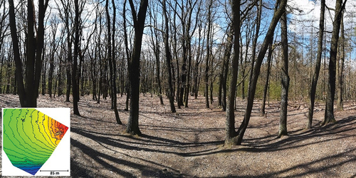 Figure 4. Site 3 “old forest” – a terrestrial photo with hypsometric expression of the terrain shape (altitude contours are at a step of one meter altitude).