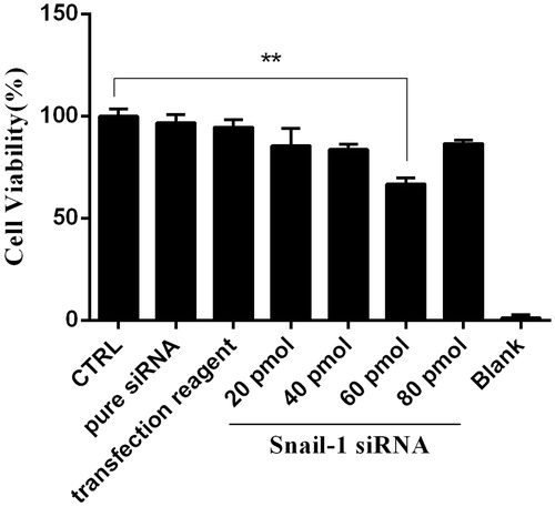 Figure 3. Effect of Snail-1 siRNA on Ej-138 cell line. At 48 h after transfection with snail siRNA (40, 60, and 80 pmol), cytotoxicity of treatments was determined by MTT assay as describe in methods section. The data represent mean ± SD (n = 3). **P < 0.001.