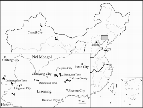 Figure 1 Localities (in alphabetical order) of Jurassic and Early Cretaceous lizards in China. * denotes locality of Liushusaurus acanthocaudata (8, Liutiaogou). An enlargement of the grey area is shown in the lower left corner. Jurassic localities: 1. Daohugou, Ningcheng County, Nei Mongol (Inner Mongolia): Squamata gen. et sp. indet. 1 (CitationEvans & Wang 2007) & 2 (CitationEvans & Wang 2009), ?Late Jurassic (YW); 2. Gezidong (Ketzutung), Lingyuan City, Liaoning: ‘Yabeinosaurus’ youngi (Hoffstetter 1964; regarded as questionable by Wang & Li 2008), ?Middle Jurassic; 3. Wucaiwan, Changji City, Xinjiang: Squamata gen. et sp. nov. (YW, work in progress), Middle/Late Jurassic. Localities of the Lower Cretaceous Yixian Formation: 4. Dawangzhangzi, Lingyuan City, Liaoning: Dalinghosaurus longidigitus, Yabeinosaurus tenuis (CitationEvans & Wang 2005; CitationEvans et al. 2005); 5. Hongliugedajing, Subei County, Gansu: Mimobecklesisaurus gansuensis (CitationLi 1985); 6. Jingangshan, Yixian County, Liaoning: Yabeinosaurus tenuis (CitationJi et al. 2001; CitationEvans et al. 2005); 7. Laiyang City, Shandong: Pachygenys thlastesa (CitationGao & Cheng 1999), Doushan Formation (lateral equivalent of Yixian Formation, personal communication with Wang X. L.); 8. Liutiaogou, Ningcheng County, Nei Mongol (Inner Mongolia): Liushusaurus acanthocaudata (this paper); 9. Lujiatun, Beipiao City, Liaoning: Dalinghosaurus longidigitus (CitationEvans et al. 2007); 10. Sihetun, Beipiao City, Liaoning: Dalinghosaurus longidigitus, Yabeinosaurus tenuis (CitationEvans & Wang 2005; CitationEvans et al. 2005); 11. Zaocishan (Tsaotzushan), Yixian County, Liaoning: Yabeinosaurus tenuis (specimen lost, CitationEndo & Shikama 1942; Wang & Li 2008). Locality of the Lower Cretaceous Jiufotang Formation: 12. Dapingfang, Chaoyang City, Liaoning: Yabeinosaurus tenuis (CitationEvans et al. 2005).