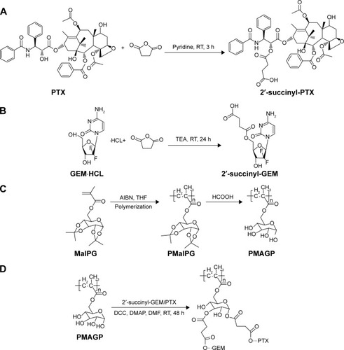 Scheme 2 Synthesis routes of PMAGP-GEM/PTX conjugates.Notes: (A) PTX is conjugated with succinic anhydride through 2′-OH. (B) GEM is conjugated with succinic anhydride through hydroxyl group rather than amino group. (C) The copolymer PMaIPG was synthesized via RAFT polymerization technique and deprotected with methanoic acid. (D) 2′-succinyl-PTX must be fully reflected before 2′-succinyl-GEM added.Abbreviations: PMAGP, poly(6-O-methacryloyl-d-galactopyranose); MaIpG, 6-O-methacryloyl-1,2;3,4-di-O-isopropylidene-d-galactopyranose; PMaIPG, poly(6-O-methacryloyl-1,2;3,4-di-O-isopropylidene-d-galactopyranose); GEM, gemcitabine; PTX, paclitaxel; RT, reaction time; TEA, triethylamine; AIBN, azobisisobutyronitrile; THF, tetrahydrofuran; DCC, dicyclohexylcarbodiimide; DMAP, dimethylaminopyridine; DMF, dimethylformamide; RAFT, reversible addition-fragmentation chain-transfer polymerization.