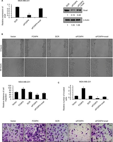 Figure 4 SNAI1 reverses FOXP4-induced tumor progression in vitro.Notes: (A) The expression of Snail in MDA-MB-231 cells transfected with scramble siRNA (SCR) and siFOXP4 was detected by qRT-PCR and Western blot. *P<0.05. (B) Wound-healing assay determined the migratory ability of MDA-MB-231 cells transfected with vector, FOXP4, SCR and FOXP4 siRNA (siFOXP4), siFOXP4, and Snail. *P<0.05. (C) Transwell invasion assay determined the invasive ability of MDA-MB-231 cells transfected with vector, FOXP4, SCR and FOXP4 siRNA (siFOXP4), siFOXP4, and Snail. *P<0.05.Abbreviations: qRT-PCR, real-time polymerase chain reaction; siFOXP4, FOXP4 siRNA; SCR, scramble siRNA.