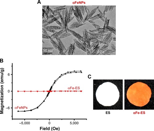 Figure 1 Sample characterization.Notes: (A) TEM image of αFeNPs. (B) Hysteresis loops of αFeNPs and αFe-ES, indicating weak superparamagnetism of αFeNPs, and non-magnetism of αFe-ES. (C) Photos of fabricated αFe-ES with assembled nanoparticles and the untreated ES control.Abbreviations: αFeNP, hydrophilic hematite nanoparticle; αFe-ES, αFeNPs-assembled electrospun scaffold; ES, untreated electrospun scaffold; TEM, transmission electron microscopy.