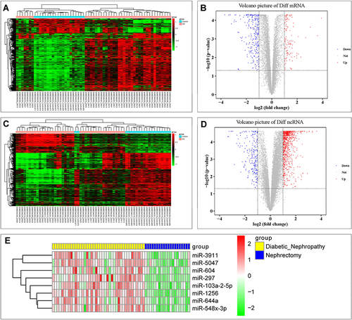 Figure 1 Expression profiling of mRNA and ncRNA in Diabetes Nephropathy. The heat map reveals the different levels of expression of each mRNA (A) or ncRNA (C) from high to low, represented by green to red squares. Pink represents DN group and blue represents control group. Volcano plots demonstrated the differentially expression levels in DN and control group. Red dots and green dots represent the significantly upregulated and downregulated mRNAs (B) or ncRNA (D) (FC ≥2.0 and p-value <0.05). (E) Heatmap of 8 differentially expressed miRNAs. The dark blue represents the nephrectomy group and the yellow represents the diabetic nephropathy group.
