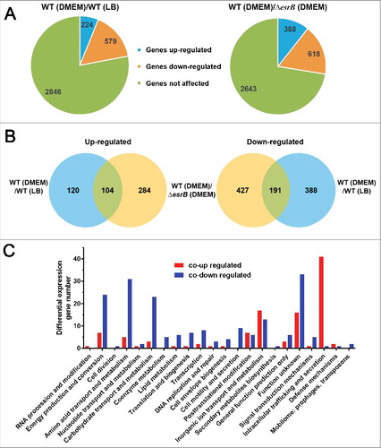 Figure 2. Comparative analyses of the E. piscicida transcriptional response to DMEM and EsrB abrogation. (A) Pie charts representing differentially transcribed genes in WT and ΔesrB cells grown in DMEM and LB. (B) Venn diagrams showing overlaps among genes with significantly increased (left) or decreased (right) transcript abundance (fold > 4, Padj < 1 × 10−2) in response to the different culture conditions. (C) COG categories of co-upregulated (red) or co-downregulated (blue) genes cultured under different conditions as indicated in (B).