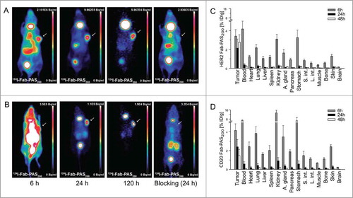Figure 4. Evaluation of the Fab-PAS200 format as radioactive imaging tracer. (A, B) PET scans were recorded at varying time points on CD1‑Foxn1nu mice carrying s.c. HER2-positive (SK-BR-3) or CD20-positive (Granta) tumors (see arrows) after administration of 124I-Fab-PAS200. Sequential MIP images were collected 6 h, 24 h, and 120 h p.i. for HER2 (A) and CD20 (B). To investigate tumor target blocking in a control experiment, 0.56 mg trastuzumab or rituximab, respectively, was injected both 24 h before and together with the radiolabeled Fab, followed by scanning 24 h p.i. as above. For each tumor type, Fab-PAS200 shows increasing contrast over time and stable tumor uptake till 120 h after injection. Note that thyroid was not blocked for iodine uptake (as in Fig. 2 ). (C, D) Biodistribution analysis of radio-iodinated αHER2 (C) and αCD20 (D) Fab-PAS200, illustrating the percentage of injected dose per gram (% ID/g) 6 h, 24 h and 48 h p.i. (mean values ± standard deviation; n = 5).