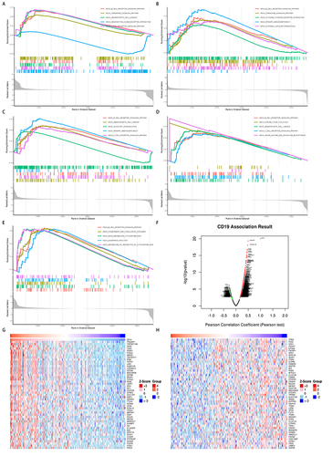 Figure 7 GSEA of CD19. (A–E) KEGG pathways enriched for CD19 across cancers. (F) Volcano plot of immune-related genes that were significantly associated with CD19 expression. (G) Coexpression heatmap of immune-related genes that were positively correlated with CD19 expression. (H) Coexpression heatmap of immune-related genes that were negatively correlated with CD19 expression.