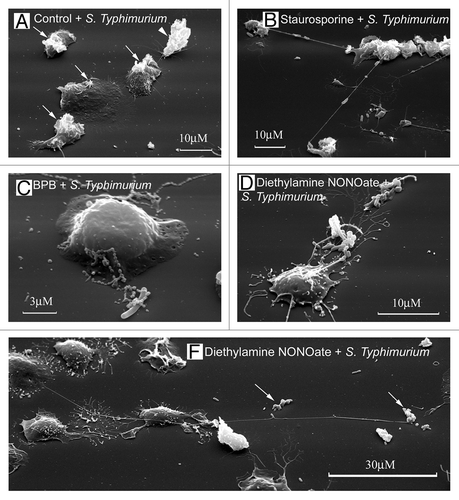 Figure 3. Neutrophil TVEs bind and hold pathogenic bacteria Salmonella enterica serovar Typhimurium over long distances. Scanning electron microscopy images of human neutrophils plated onto fibronectin-coated substrata for 20 min at 37°C: (A) in the control conditions, (B) in the presence of staurosporine (200 nM), (C) in the presence of BPB (10 μM) or (E) in the presence of the NO donor diethylamine NONOate (1 mM). At the end of incubation, serum-opsonized S. Typhimurium bacteria (bacteria/cells ratio 20:1) were added to neutrophils for 5 min. The neutrophils plated at control conditions phagocytosed the bacteria. “Ruffles” formed on the cell surface where bacteria entered the cell [(A), arrows]. The neutrophils plated onto fibronectin in the presence of inducers of TVE formation (B–E) bound and held bacteria through TVEs.Citation27,Citation28