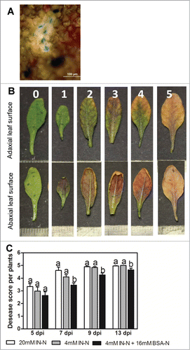 Figure 1. (A) Cotton blue staining of leaves confirming fungal infection (chitin-staining dye). Leaves of Arabidopsis plants after 7 days inoculation with Cylindrocladium sp. were stained and viewed under microscope with hyphae appearing in dark blue. (B) Visual disease scores for leaves of plants infected with root pathogen Cylindrocladium, 0 = no evidence of disease 1 = <10% 2 = ∼20% 3 = ∼50% 4 = ∼80% 5 = 100% of adaxial leaf area affected; scale bar divisions represent 1 mm. (C) Disease score per plant grown with IN (20 or 4 mM N) or IN+BSA (4+16 mM N). Scores were made on 4 to 6 mature leaves per plant and 12 plants, dpi (days post inoculation). Different letters indicate significant differences within each time point (dpi) at P < 0.001 (ANOVA, Neuman–Keuls post hoc test).