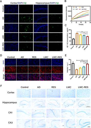 Figure 5 LMC-RES inhibits Aβ aggregation and neuronal exacerbation. (A) Fluorescence images of Aβ in hippocampus and cortex of different groups of mice. (B) Analysis of THT fluorescence intensity in different groups. (C) ELISA kits of Aβ content in the brain tissue of different groups of mice. (D and E) Fluorescence images and quantitative analysis of neurons in brain slices from different groups of mice. (F) Nissl staining of the cortex and hippocampus of different groups of mice. All data are expressed as mean ± SD (n = 3). *P < 0.05, **P < 0.01, ***P < 0.001.