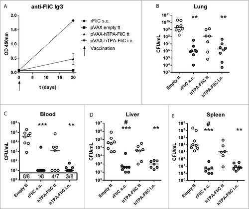 Figure 3. A single intranasal vaccination with pVAX-hTPA-FliC is more effective in lowering bacterial loads than single tattoo administration during experimental intranasal melioidosis. A single dose of pVAX-hTPA-FliC was administered on day 0 either via tattoo or intranasally and compared with recombinant FliC + CFA s.c. as a positive control or empty pVAX tattoo as a negative control. All mice were inoculated intranasally with 300 CFU B. pseudomallei on day 21. (A) FliC-specific IgG in plasma at day 0 and 20 after vaccination. Bars represent mean ± SEM (B-E) Bacterial loads in blood and organ homogenates 72 hours after infection, depicted as scatter dot plots with a line at the median. Groups were compared using a Kruskal Wallis test followed by Dunns multiple comparisons test; #p < 0.05, ##p < 0.01, ###p < 0.001 versus empty pVAX; # p<0.05 vs. pVAX-hTPA-FliC tattoo. N = 7 or 8 mice per group. s.c., subcutaneous; i.n., intranasal; tt, tattoo