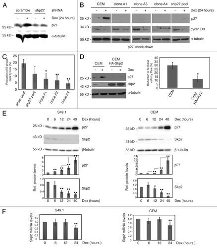 Figure 3. Cell cycle arrest by glucocorticoids requires p27 induction. (A) p27 knockdown in CEM cells. CEM cells were transduced with control (scramble) or p27 shRNA (p27–30) expressing constructs by lentiviral infection and analyzed for p27 expression 5 d after infection. Additionally, cells were treated with Dex (100 nM) for 24 h. Fifty µg of protein extracts were resolved by SDS-PAGE and p27 levels determined by immunoblotting using the Odyssey infrared imaging system. (B) Parental CEM cells and single clones derived from p27 shRNA (p27–30) pools were tested for p27 and cyclin D3 expression in the absence and presence of Dex (100 nM, 24 h). Protein extracts from cells were subjected to SDS-PAGE and immunoblotting using specific antibodies. α-tubulin was used as a loading control. A representative immunoblot is shown. (C) Reduced cell cycle arrest in p27-knockdown cells. Proliferation and cell cycle distribution of cells used in (B) were determined by BrdU incorporation and PI staining. BrdU-positive S-phase cells were determined by anti BrdU labeling (see “Materials and Methods”; Fig. S4). Changes in the number of S-phase (BrdU-positive) cells by Dex after 24 h were calculated and expressed as % reduction of S-phase cells compared with control (0.07% ethanol) treated cells. Data show mean values and SD from at least 3 independent experiments; statistical analysis was performed by unpaired Student t test (*P < 0.05; **P < 0.01). (D) Endogenous Skp2 is downregulated by Dex and Skp2 overexpression reduces p27 levels and glucocorticoid-induced cell cycle arrest. Parental control CEM cells and lentivirally HA-Skp2 transduced cells were analyzed for glucocorticoid response (24 h Dex) by immunoblotting and FACS analyses as described in (C). Skp2 and p27 expression was determined by using specific antibodies. α-tubulin levels indicate equal loading. Diagram shows mean values and SD from 3 independent experiments; statistical analysis was performed by unpaired Student t test (*P < 0.05). (E) Inverse regulation of Skp2 and p27 protein expression by Dex. S49.1 and CEM cells were treated for the indicated time periods with Dex (100 nM) and 50 µg of protein extracts subjected to immunoblot analysis. Images and quantitative data were obtained by using the ImageQuant LAS 4000 digital imaging system. Data are expressed as fold-induction relative to the control; error bars indicate SD and are derived from n > 3 independent experiments analyzed in triplicates; statistical analysis was performed by unpaired Student t test from consecutive time points (p27) or relative to control (Skp2) (*P < 0.05; **P < 0.01). (F) Regulation of Skp2 mRNA by Dex in S49.1 and CEM cells. Procedure is identical to the one described in Figure 2A. Data are expressed as fold-induction relative to the control, error bars indicate SD and are derived from n = 3 independent experiments analyzed in triplicates; statistical analysis was performed by unpaired Student t test (**P < 0.01).