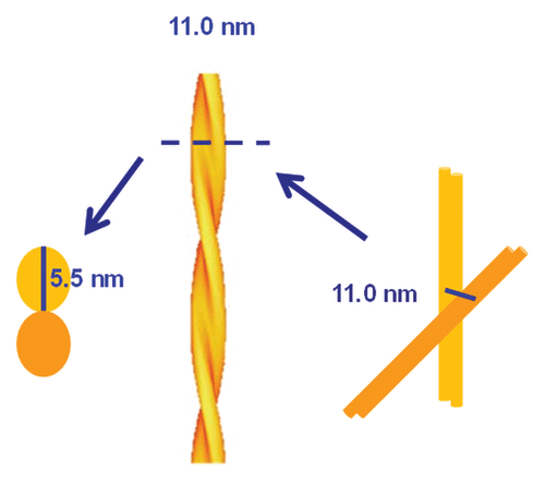 Figure 3. Schematic representation of PrPSc basic fibers based on the information obtained from SAXS and negative stain TEM.