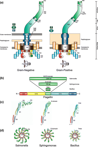 Figure 1. The bacterial flagellum. (a) Flagellar architecture and protein composition of Gram-negative (left) and Gram-positive (right) bacteria. (b) Domain architecture of Flagellin. The variable domains that are inserted into the conserved D1 domain (i.e. D1-N and D1-C in yellow and cyan, respectively) are shown in green. The conserved D0 that comprises N- and C-terminus of Flagellin is shown in red and blue, respectively. (c) Models of the Flagellin structures from S. typhimurium (pdb: 1UCU), Sphingomonas (based on pdb: 2ZBI), and Bacillus subtilis (this work). The color code is as in Figure 1(b). (d) Cartoon of the flagellar filament with the different Flagellins from Figure 2(c). The color code is as in Figure 1(b).