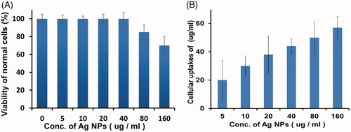 Figure 9. Normal cells viability after treatment with different concentrations of AgNPs as determined by MTT assay (A). Intracellular accumulation of AgNPs by HeLa cells using ICP-AES (B). Errors bars indicate that the experiment were carried out in triplicates and where p ≤ .05.