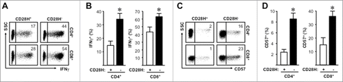 Figure 3. CD28H+ memory T cells show less effector function marks. (A, B) Expression of IFNγ on memory T cells. Representative plots and the mean percentages + SEM showing IFNγ expression on CD28H+ and CD28H− memory T cells. (C, D) Expression of CD57 on memory T cells. Representative plots and the mean percentages + SEM showing CD57 expression on CD28H+ and CD28H− memory T cells. 6–8 donors, *, P < 0.05.