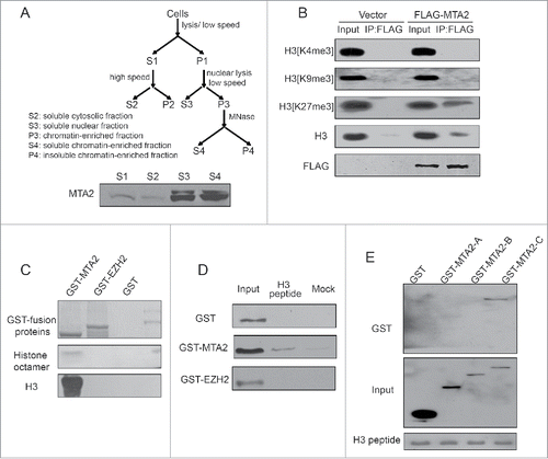 Figure 6. MTA2 is a chromatin-binding protein. (A) A schematic figure showing the procedures for isolating the different cellular fractions. Cell-equivalent amounts of fractions were probed by immunoblotting with anti-MTA2 to detect MTA2 enrichment in different fractions. (B) HCT116 cells were transfected with FLAG-MTA2 or an empty plasmid. The S4 fraction was immunoprecipitated with an anti-FLAG antibody. Western blotting was performed with the indicated antibodies. (C) GST, GST-MTA2 and GST-EZH2 were individually expressed, purified and incubated with reconstituted histone octamers in vitro. Histones precipitated were subjected to western blotting with anti-H3. (D) GST, GST-MTA2 and GST-EZH2 were individually expressed, purified and incubated with biotin-tagged histone peptides in vitro. (E) The GST-fusion mutant fragments of MTA2 were expressed, purified and incubated with biotin-tagged histone peptides.