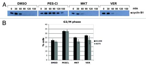 Figure 2. The HSP70 inhibitor PES-Cl inhibits APC/C function and causes G2/M arrest. (A) Western blot analysis of cyclin B1 level in cell-free extracts generated from synchronized HeLa cells treated with DMSO, 10 uM PES-CL, 10 uM MKT-077, or 20 uM VER-155008. The degradation of cyclin B1 by APC/C activity was analyzed at the time points indicated. The data depicted are representative of three independent experiments. (B) Cell cycle analysis of H1299 and A375 cells treated with DMSO, 10 uM PES-CL, 10 uM MKT-077, or 20 uM VER-155008 for 24 h followed by propidium iodide staining and flow cytometry. The graph shows the percentage of cells arrested in G2/M phase of the cell cycle after each treatment. Data are the average results from three independent experiments. Error bars mark standard error.