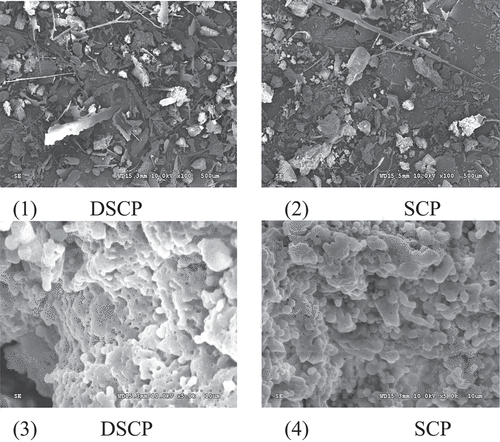 Figure 5. Scanning results of decolorized and nondecolorized proteins detected on electron microscope (1 and2, ×100; 3 and 4, ×5000)