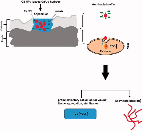 Figure 1. The primary hypothesis of this study. Chitosan nanoparticle loaded calcium alginate hydrogel exhibited antibacterial activity and triggered the generation of ROS, thus enhancing acute inflammatory response which was conducive to debridement and anti-infection effect. In the stage of skin tissue regeneration, it promoted proliferation and migration of VEC, and led to rapid healing.