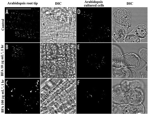 Figure 1 The formation of BFA-induced aggregates derived from VSR-marked PVCs is cell-type dependent in Arabidopsis. Arabidopsis root tips and Arabidopsis cultured cells were treated with BFA at 0, 10 and 100 µg/ml for 1 hr as indicated before they were fixed and labeled with VSRat-1 antibodies to detect PVCs. DIC = differential interference contrast images showing the morphology of the cells. Bar = 50 µm.