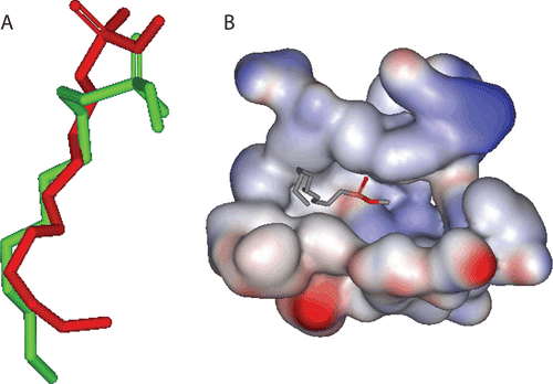 Figure 2.  (A) Comparison between the docked pose (green) of the ligand CllP as produced by docking simulation and the crystallographic structure of this ligand (red) within the binding pocket of PL. (B) The solvent accessible surface area of the binding site of PL (1LPB) and the co-crystallized inhibitor (CllP).