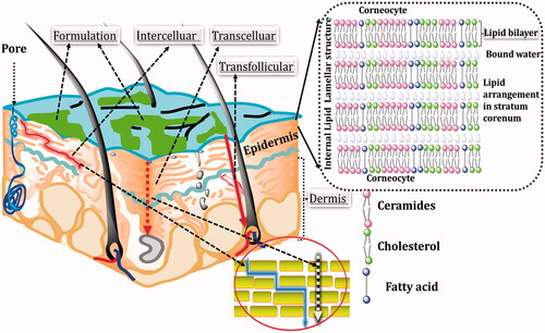 Figure 2. Different penetration pathways across the skin (the upper right corner shows the channel formed by intercellular lipid matrix).