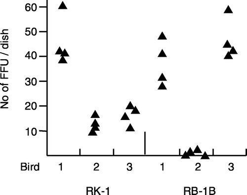 Figure 2. Number of FFU isolated in individual CKC cultures inoculated with 0.5×106 RB-1B-infected or RK-1-infected splenocytes/culture using the results from experiments 2 and 3 (birds 2 to 4 from Figure 1a and Figure 1b, respectively). Each symbol represents one culture/bird. Foci were enumerated at 6 d.p.i.