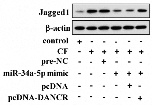 Figure 4. CF affected Jagged1 expression through miR-34a-5p/DANCR. hPDL cells were divided into control, CF, CF+pre-NC, CF+miR-34a-5p mimic, CF+miR-34a-5p mimic+pcDNA, and CF+miR-34a-5p mimic+pcDNA-DANCR group. Jagged1 protein expression was detected using Western blot.