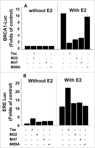 Figure 1. Effect of HTLV-1 Tax varients on the E2-induced BRCA1-Luc and ERE-Luc expression. MCF-7 were co-transfected with either a plasmid expessing BRCA1-Luc (1.5 μg) (A) or ERE-Luc (1.5 μg) (B) alone or together with the indicated combinations of Tax varients (M22, M47 and M89A) expressing plasmids without (left lane) or with (right lane) E2 treatment. The E2 was added to the cultures 5 hr before harvesting the cells for analyzing the reporter expression. The presented results are an average of 3 repeated experiments ± SE.