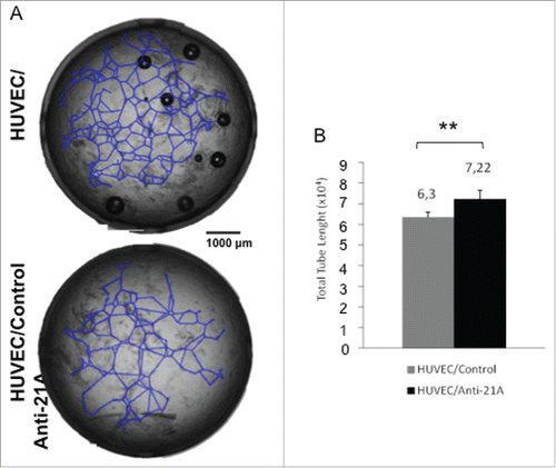 Figure 5. Effect of Anti-21A RNAs treatment on HUVEC's tubule formation potential in vitro. (A) Tubule forming HUVECs plated onto Matrigel, 20 hours after treatment with Anti-21A RNAs (or water as control). (B) Quantitative analysis of tube length.