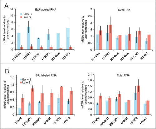 Figure 4. Inverse correlation between transcription and replication timing confirmed by RT-qPCR. (A) Nascent transcripts analysis show a higher transcription rate in early S-phase compared to late S-phase for late replicating genes, whereas total RNA does not. H1H2AE, H1H4H, H1H2AK, H1H2AL, H1H2AB and H1H3G histone genes are part of “nucleosome” gene set, and are located in histone cluster 1 on chromosome 6. (B) Nascent transcripts analysis show a higher transcription rate in late S-phase compared to early S-phase for early replicating genes, whereas total RNA does not. TFAP4, RPUSD1, IRF2BP1, LRFN4, NFKB2 and HYAL2 were randomly picked among the earliest replicating genes. (A and B) RNA from synchronized cells were EtU labeled, purified (see Fig. 1A and experimental procedures) and converted to cDNA. Total RNA from unlabeled cells were used as a control. Gene expression levels were measured by q-PCR and standardized with OCRL, which is expressed uniformly across S-phase in EtU and Total RNA according to sequencing data. Expression levels are relative to unsynchronized cells. Error bars represent standard deviation from 2 experiments.