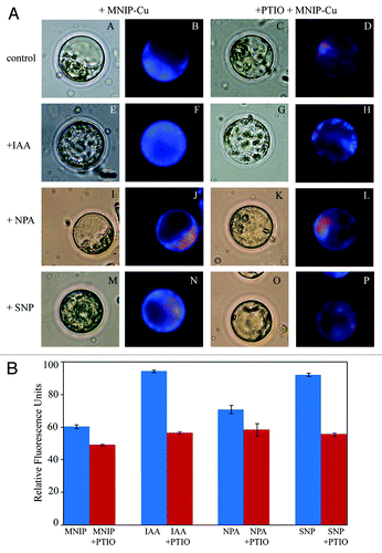 Figure 2. A. Effect of various physiological treatments on NO distribution in protoplasts isolated from the hypocotyls of 4 d old, light grown seedlings. (A−D) represent control protoplasts, (E−H) are treated with auxin (10 µM IAA). (I−L) are treated with auxin influx inhibitor (10 µM NPA) and (M−P) are treated with NO donor (100 µM SNP). After incubation in each treatment for 30 min, NO was localized using 25 µM MNIP-Cu and visualized at ex. 365 nm (em. 420 nm) (B, F, J and N). Co-incubation with 1 mM PTIO (D, H, L and P) confirmed the fluorescence due to NO. All the observations were taken at 630×. B. Relative fluorescence units data from protoplasts subjected to MNIP-Cu treatment for NO localization. Each datum represents mean value and standard errors from ten protoplasts subjected to a particular treatment.