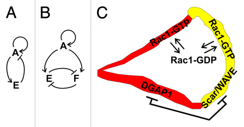 Figure 3. A dual role model for Rac1 in migrating Dictyostelium cells. (A) The basic circuit of an excitable network: activator A activates an effector E, which in turn inhibits A. Auto-activating activity of A is also usually incorporated in the model. (B) A modified version of the model wherein Rac1-GTP plays the role of an activator A that activates two effectors: the DGAP1/cortexillin complex E and the Scar/Wave complex F, which in turn mutually inhibit each other. (C) A schematic representation of regulation and dynamics of Rac1 in a polarized cell. Exchange between the activated form in the membrane and inactivated form in the cytoplasm is governed by the GEF-GAP-GDI-mediated mechanism in both anterior and posterior compartments. Additionally, the two major Rac1 effectors, DGAP1/cortexillin and Scar/WAVE, compete for a common pool of active Rac1 and thereby effectively act as mutual inhibitors.