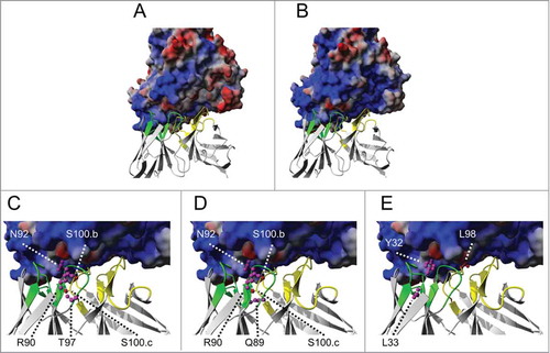 Figure 7. Comparative analysis of structural models of TNF surface potentials at pH 7.4 (A) or pH 6.0 (B) and analysis of the positioning of residues that were substituted with His in the adalimumab Fab structure (C-E). The electropotential of trimeric TNF at pH 7.4 (A) or pH 6.0 (B) is shown by blue (positive charge density) and red (negative charge density) surface coloring and opposing heavy and light chains are depicted as cartoons. Gray surface coloring indicates neutral/hydrophobic regions. Detailed view of adalimumab Fab–TNF binding interface with TNF surface potential at pH 6.0 (C-E). Side-chains of residues that were replaced with histidines within adalimumab light chain CDRs (green) or heavy chain CDRs (yellow) are shown as balls and sticks (magenta in LC, red in HC) for (C) PSV#1, (D) PSV#2 and (E) PSV#3. The model was generated with published X-ray structures (PDB 1TNF and 3WD5) using YASARA structure and POVRay and the electropotential was displayed with 60 kJ/mol. Within the light chain, Asp-1 and Ile-2 residues were not displayed to allow better insights into the binding interface.