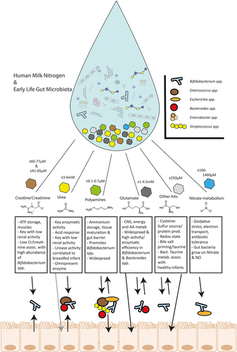 Figure 1. A representation of the important bacterial processes surrounding human milk nitrogen in the colon (HMN) and which bacterial genera are involved, concerning 6 nitrogen sources: Urea, Creatine (Cr)/Creatinine, Polyamines, Glutamate/Glutamine, Other Amino Acids (AAs), Nitrate. Absorption of components by host likely occurs in the small intestine. Hexagons represent relative abundance of components in HM. Abbreviations: assoc. = associated; corr. = correlated; metab. = metabolism; prod. = production; antib. = antibiotic.