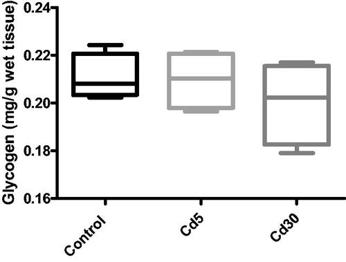 Figure 4. Effect of cadmium on glycogen content in the heart. No observed significant changes in the glycogen content in the heart between the control and the treated groups.